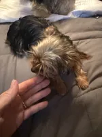 Rosie, a female Yorkshire Terrier for sale in Macon, GA – 6 of 10