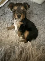 Elena, a female Yorkshire Terrier for sale in Macon, GA – 2 of 10