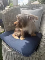 Starla, a female Yorkshire Terrier for sale in Macon, GA – 10 of 10