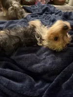 Sugar Baby , a male Yorkshire Terrier for sale in Macon, GA – 8 of 10