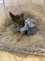 Rosie, a female Yorkshire Terrier for sale in Macon, GA – 8 of 10