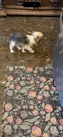 Peppy , a female Yorkshire Terrier for sale in Macon, GA – 4 of 10