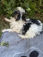 Jimmy, a male Yorkshire Terrier for sale in Macon, GA – 4 of 10
