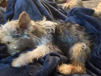 Sugar Baby , a male Yorkshire Terrier for sale in Macon, GA – 6 of 10