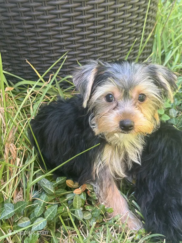 Fluffy  – Yorkshire Terrier puppy for sale in Macon, GA