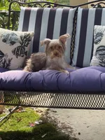 Starla, a female Yorkshire Terrier for sale in Macon, GA – 6 of 10