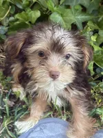 Blue Bell, a female Yorkshire Terrier for sale in Macon, GA – 2 of 9