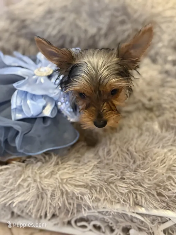 Rosie – Yorkshire Terrier puppy for sale in Macon, GA