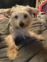 Sugar, a female Yorkshire Terrier for sale in Macon, GA – 6 of 7