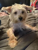 Sugar, a female Yorkshire Terrier for sale in Macon, GA – 7 of 7