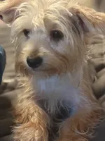 Sugar, a female Yorkshire Terrier for sale in Macon, GA – 4 of 7