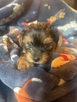 Gracie , a female Yorkshire Terrier for sale in Macon, GA – Photo 3 of 3
