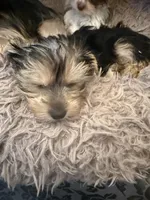 Gracie , a female Yorkshire Terrier for sale in Macon, GA – Photo 2 of 3