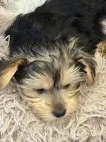 Gracie , a female Yorkshire Terrier for sale in Macon, GA – Photo 1 of 3