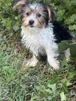 Lacey, a female Yorkshire Terrier for sale in Macon, GA – 4 of 10