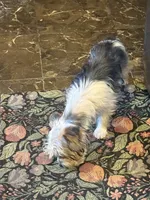 Peppy , a female Yorkshire Terrier for sale in Macon, GA – 10 of 10