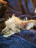 Sugar Baby , a male Yorkshire Terrier for sale in Macon, GA – 4 of 10