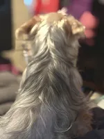 Sugar, a female Yorkshire Terrier for sale in Macon, GA – 3 of 7