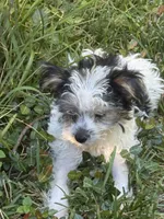 Jimmy, a male Yorkshire Terrier for sale in Macon, GA – 9 of 10