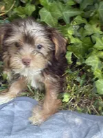 Blue Bell, a female Yorkshire Terrier for sale in Macon, GA – 8 of 9
