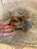 Rosie, a female Yorkshire Terrier for sale in Macon, GA – 9 of 10