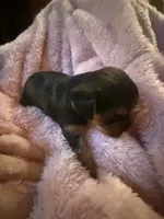 Buster , a male Yorkshire Terrier for sale in Macon, GA – 2 of 10