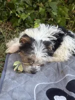 Jimmy, a male Yorkshire Terrier for sale in Macon, GA – 1 of 10