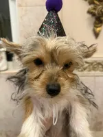 Sugar Baby , a male Yorkshire Terrier for sale in Macon, GA – 10 of 10