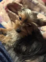 Rosie, a female Yorkshire Terrier for sale in Macon, GA – 7 of 10