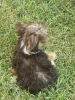 Blue Bell, a female Yorkshire Terrier for sale in Macon, GA – 9 of 9