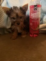Elena, a female Yorkshire Terrier for sale in Macon, GA – 2 of 10