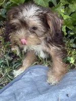 Blue Bell, a female Yorkshire Terrier for sale in Macon, GA – 6 of 9