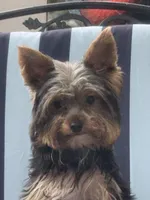 Pepper , a female Yorkshire Terrier for sale in Macon, GA – 3 of 10
