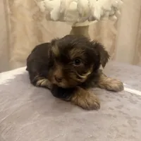 Sir Marron Lancelot, a male Yorkshire Terrier for sale in Macon, GA – Photo 6 of 10