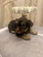 Sir Marron Lancelot, a male Yorkshire Terrier for sale in Macon, GA – Photo 1 of 6