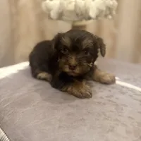 Sir Marron Lancelot, a male Yorkshire Terrier for sale in Macon, GA – Photo 5 of 10