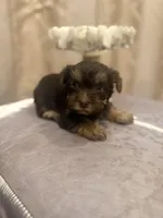 Sir Marron Lancelot, a male Yorkshire Terrier for sale in Macon, GA – Photo 4 of 6