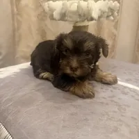 Sir Marron Lancelot, a male Yorkshire Terrier for sale in Macon, GA – Photo 7 of 10