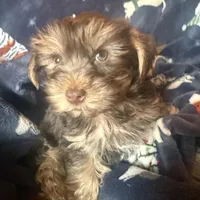 Sir Marron Lancelot, a male Yorkshire Terrier for sale in Macon, GA – Photo 1 of 10