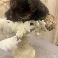 Sir Marron Lancelot, a male Yorkshire Terrier for sale in Macon, GA – Photo 3 of 10