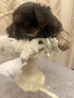 Sir Marron Lancelot, a male Yorkshire Terrier for sale in Macon, GA – Photo 2 of 6