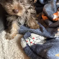 Sir Marron Lancelot, a male Yorkshire Terrier for sale in Macon, GA – Photo 9 of 10