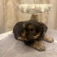 Sir Marron Lancelot, a male Yorkshire Terrier for sale in Macon, GA – Photo 2 of 10