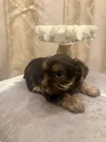 Sir Marron Lancelot, a male Yorkshire Terrier for sale in Macon, GA – Photo 3 of 6