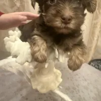 Sir Marron Lancelot, a male Yorkshire Terrier for sale in Macon, GA – Photo 4 of 10