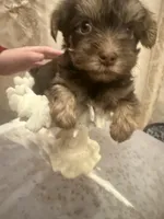 Sir Marron Lancelot, a male Yorkshire Terrier for sale in Macon, GA – Photo 6 of 6