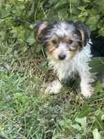 Lacey, a female Yorkshire Terrier for sale in Macon, GA – 7 of 10