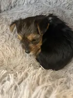 Elena, a female Yorkshire Terrier for sale in Macon, GA – 4 of 10