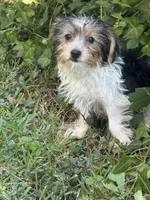 Lacey, a female Yorkshire Terrier for sale in Macon, GA – 3 of 10