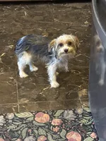 Peppy , a female Yorkshire Terrier for sale in Macon, GA – 5 of 10